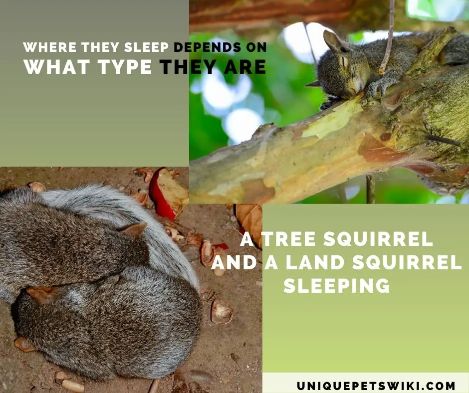 a tree squirrel and a land squirrel sleeping