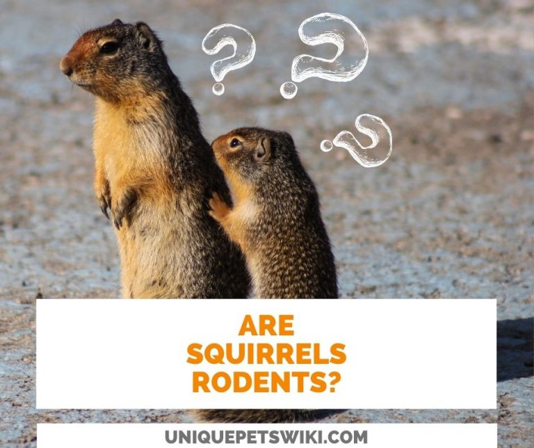 Are Squirrels Rodents? Rodent List Related To Rats (With Pictures)