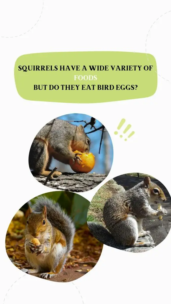 Do Squirrels Eat Bird Eggs? Secrets You Need To Know