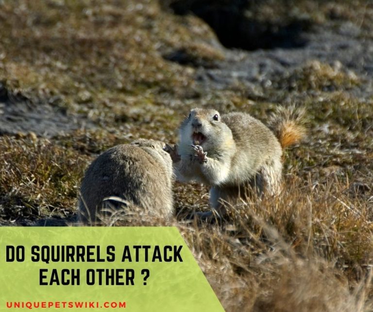 Do Squirrels Attack Each Other? Will Squirrels Fight?
