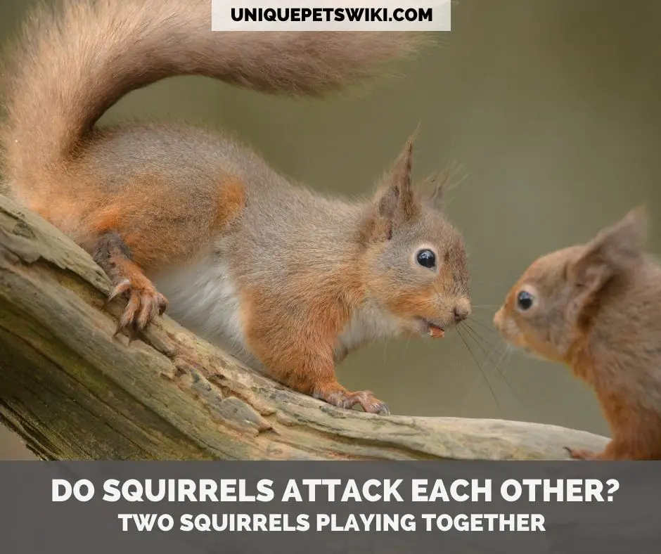 two squirrels playing together