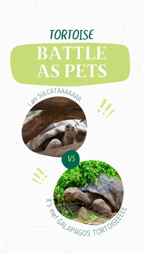 Sulcata vs Galapagos Tortoise as pets
