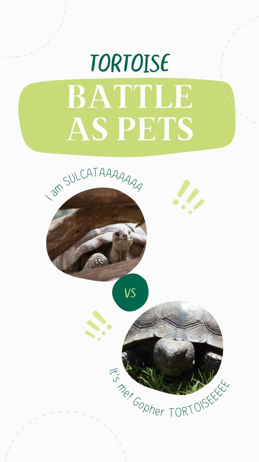 Sulcata vs Gopher Tortoise As Pets – Full Comparison