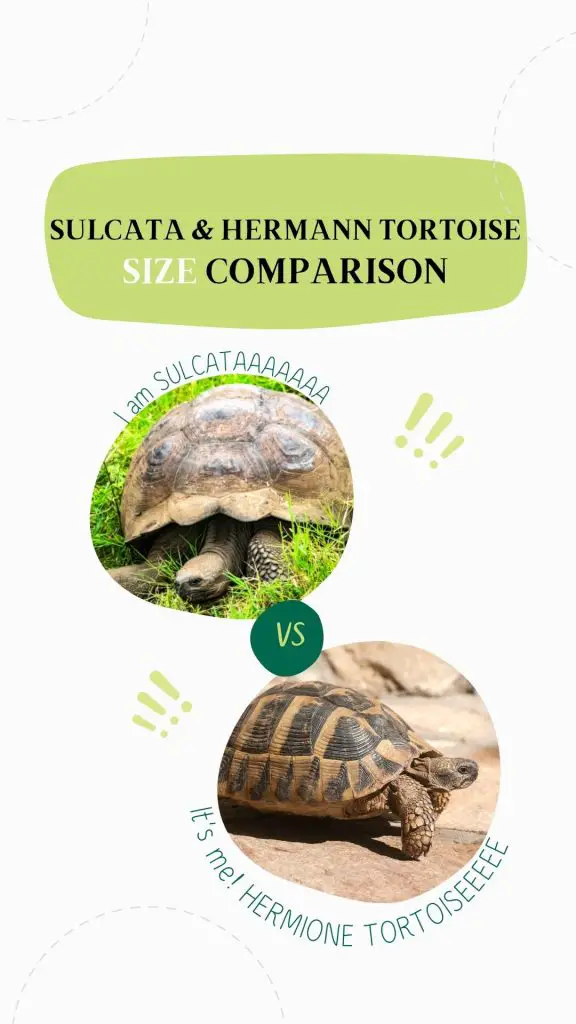 size comparison between sulcata and Hermione tortoise