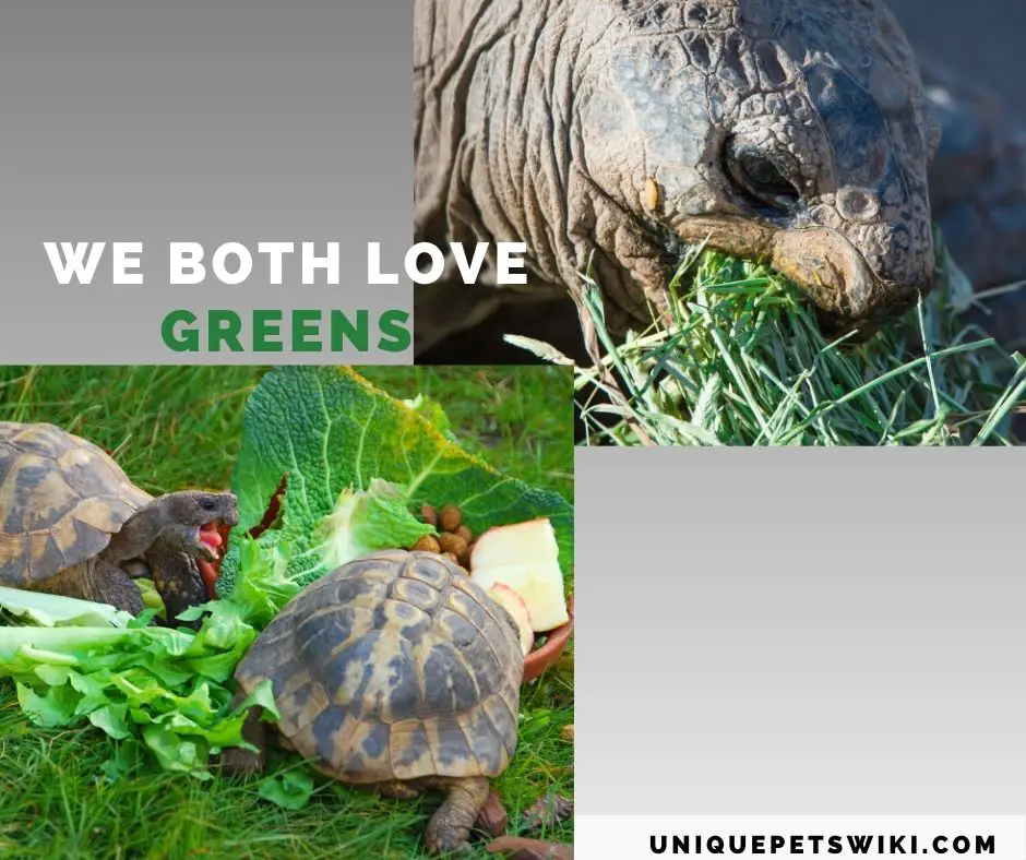 sulcata and Hermann tortoise eating