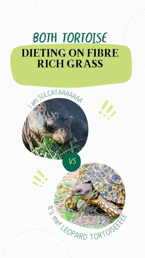 Sulcata vs. Leopard tortoise eating grass