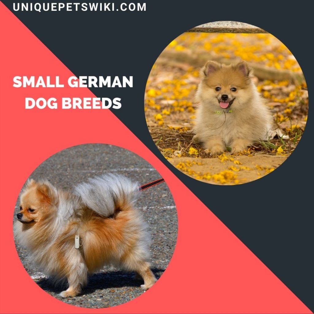 small German dogs