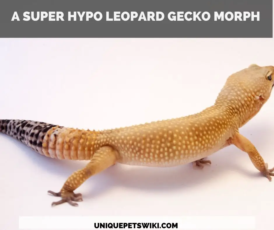 a super hypo leopard gecko morph