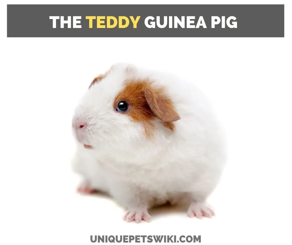 the teddy guinea pig