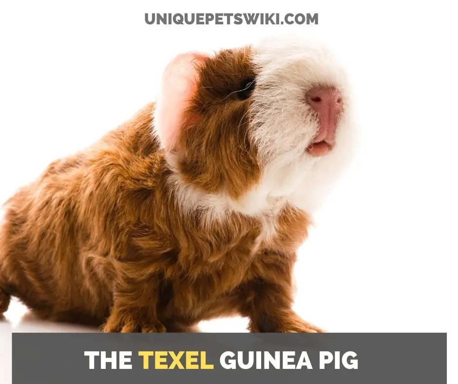 the texel guinea pig