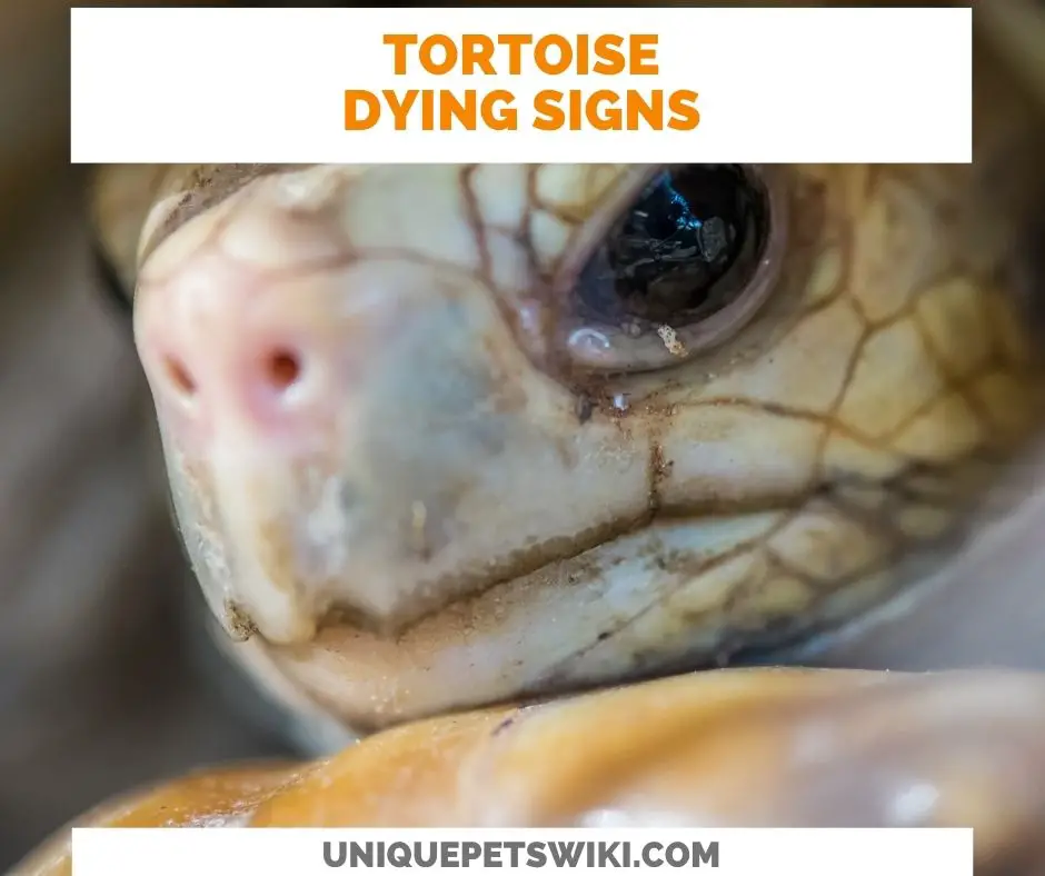 13 Signs A Tortoise Is Dying