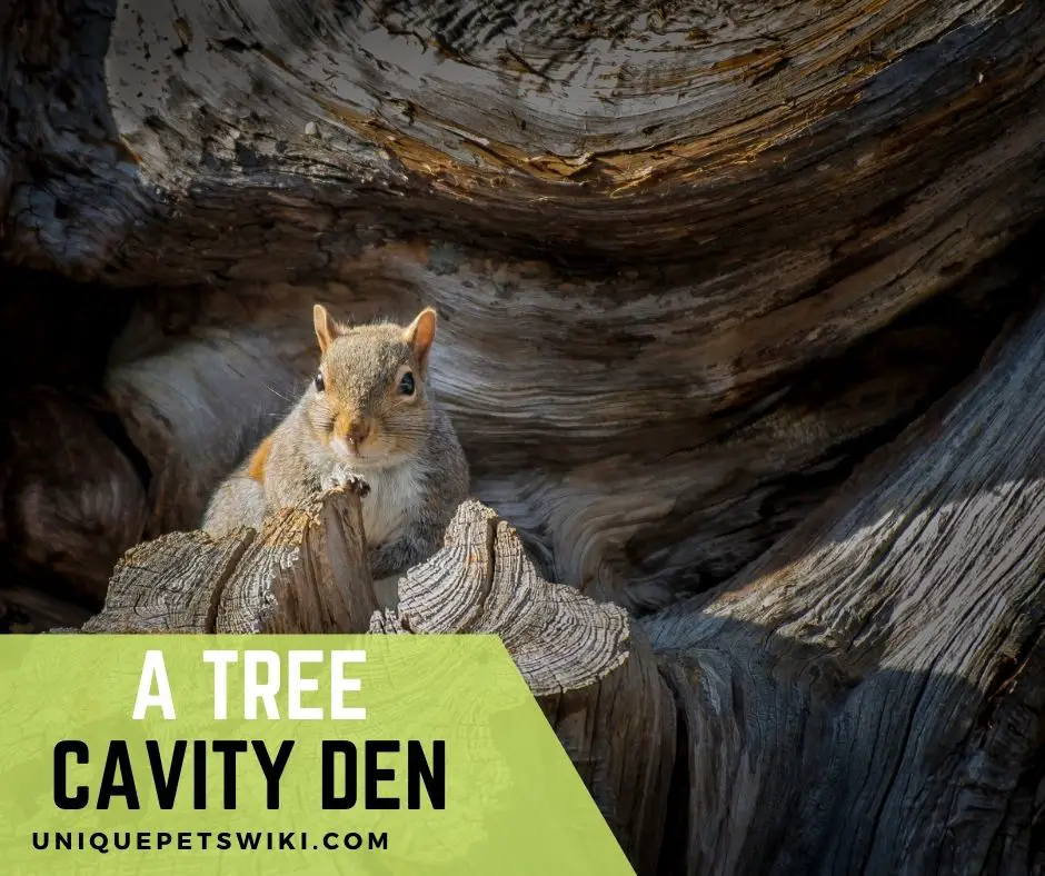 A Squirrel making its drey out of a tree cavity