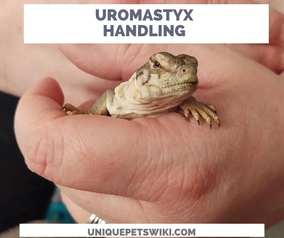 Do Uromastyx Like To Be Held?