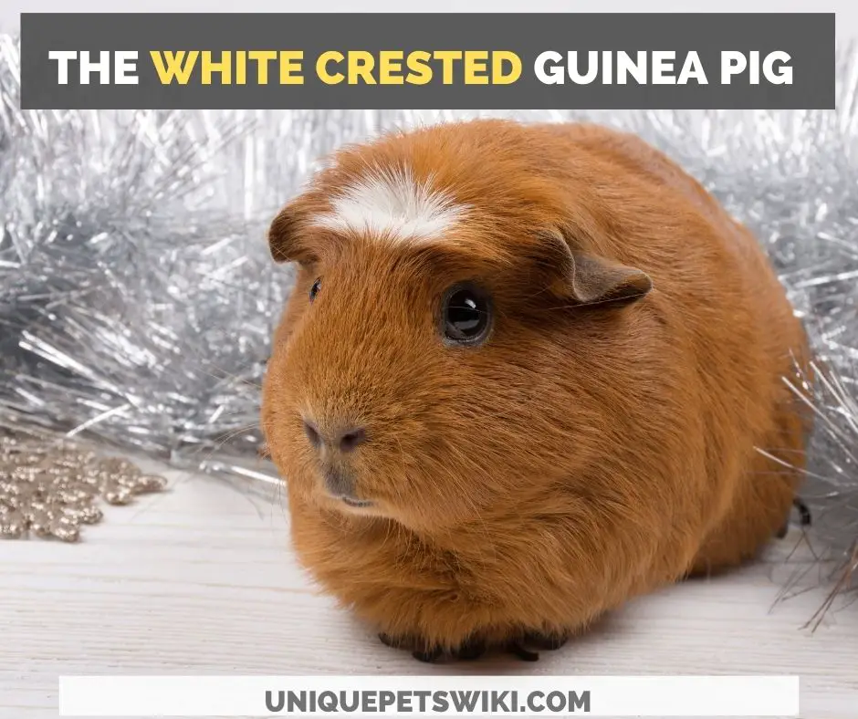 the white crested guinea pig