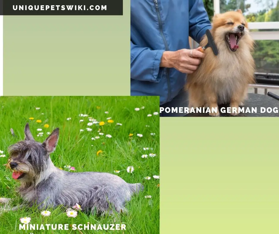 Pomeranian and Miniature Schnauzer