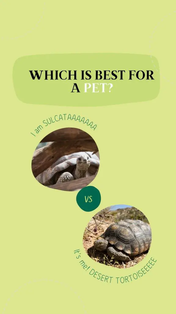 Sulcata vs. Desert Tortoise: differences explained