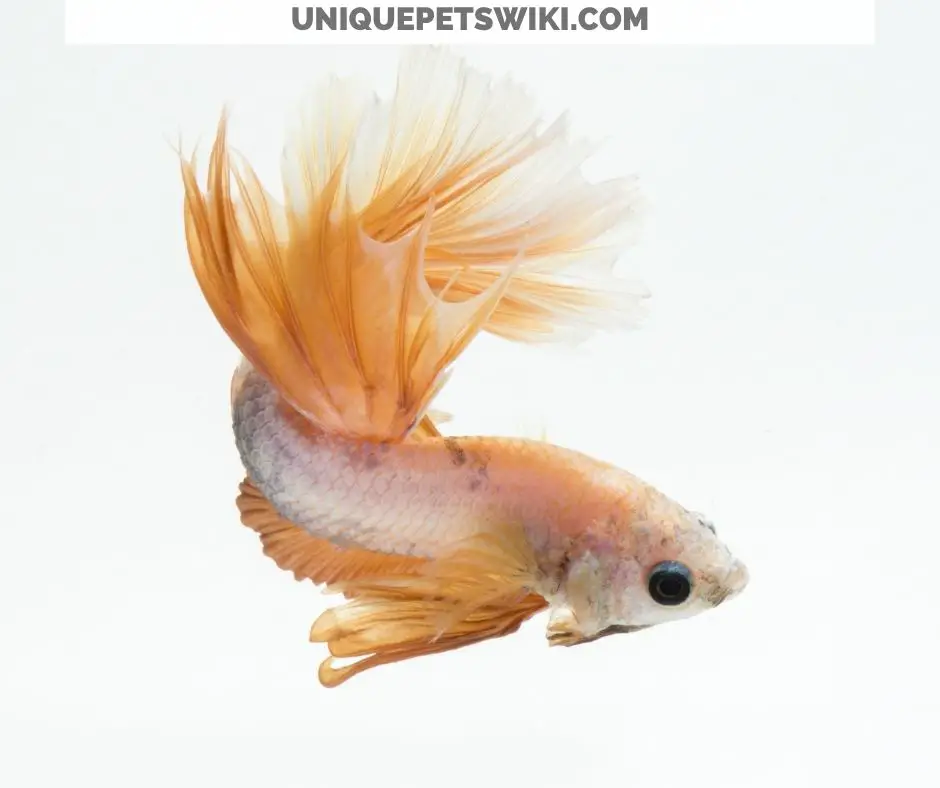 betta freshwater fish normal behaviors