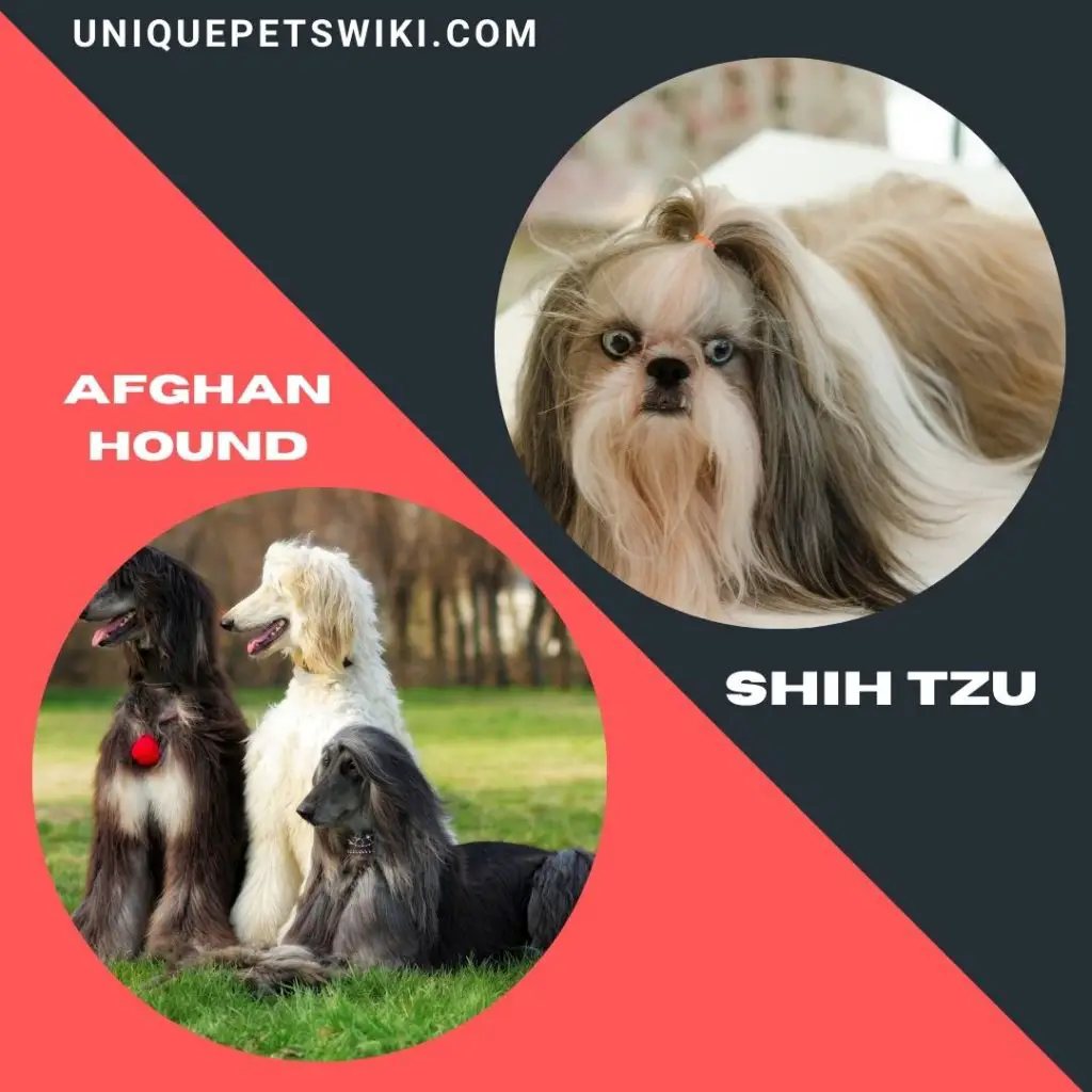 Afghan Hound and Shih Tzu long haired dog breeds