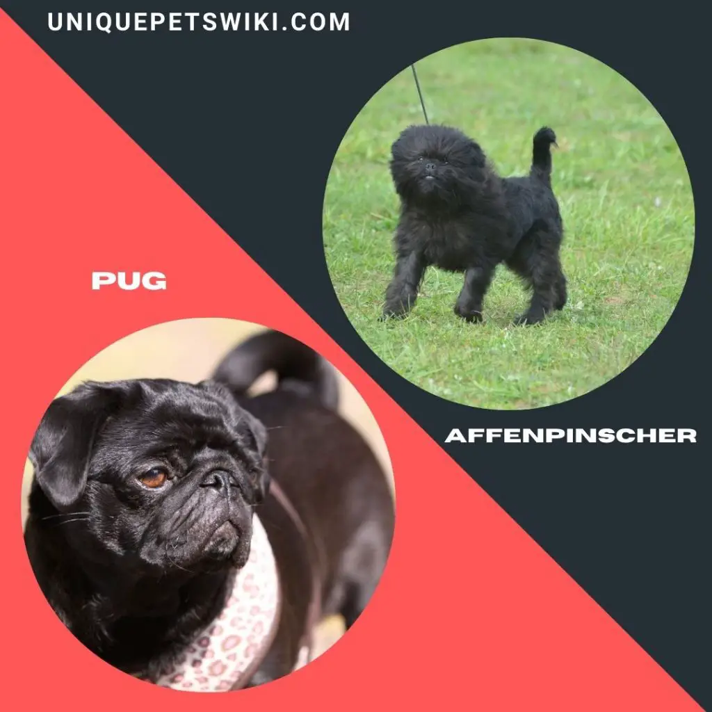 Pug and Affenpinscher small black dog breeds