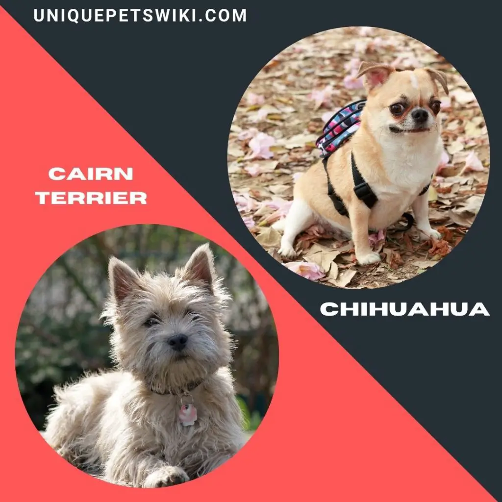 Cairn Terrier and Chihuahua dog breeds