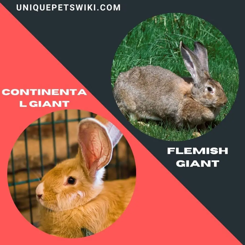 Continental Giant and Flemish Giant large rabbit breeds