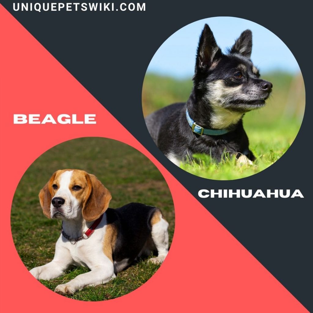 The Beagle and Chihuahua small healthiest dog breeds