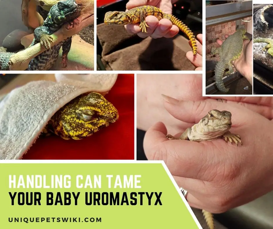 taming your baby uromastyx