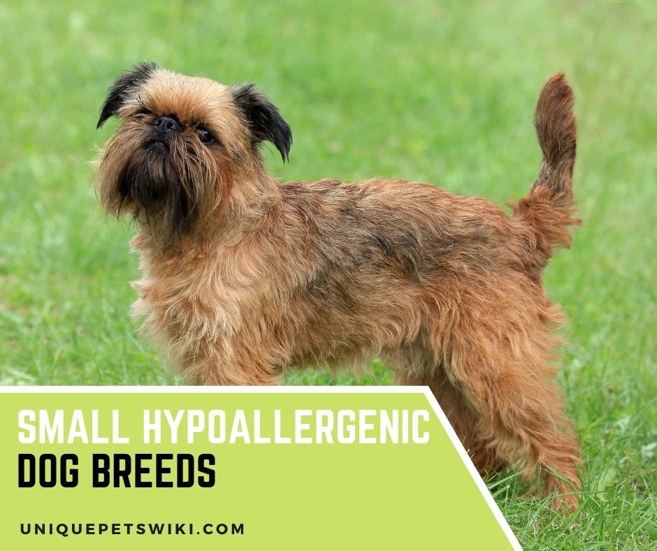 tiny hypoallergenic dog breeds