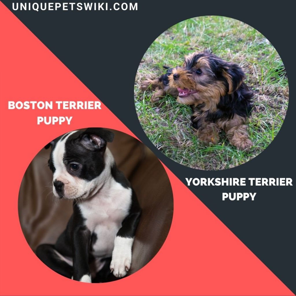 Yorkshire Terrier and Boston Terrier small puppy breeds