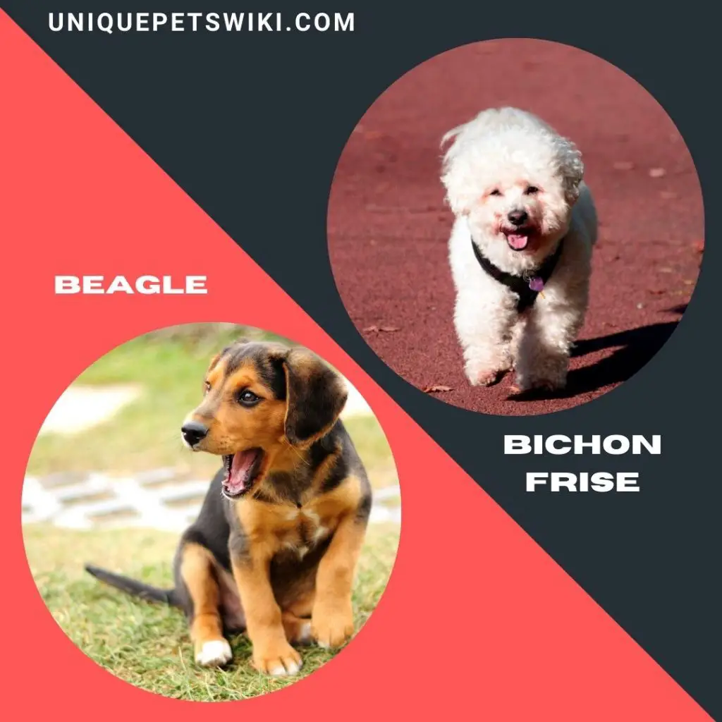 Beagle and Bichon Frise small dog breeds for adoption