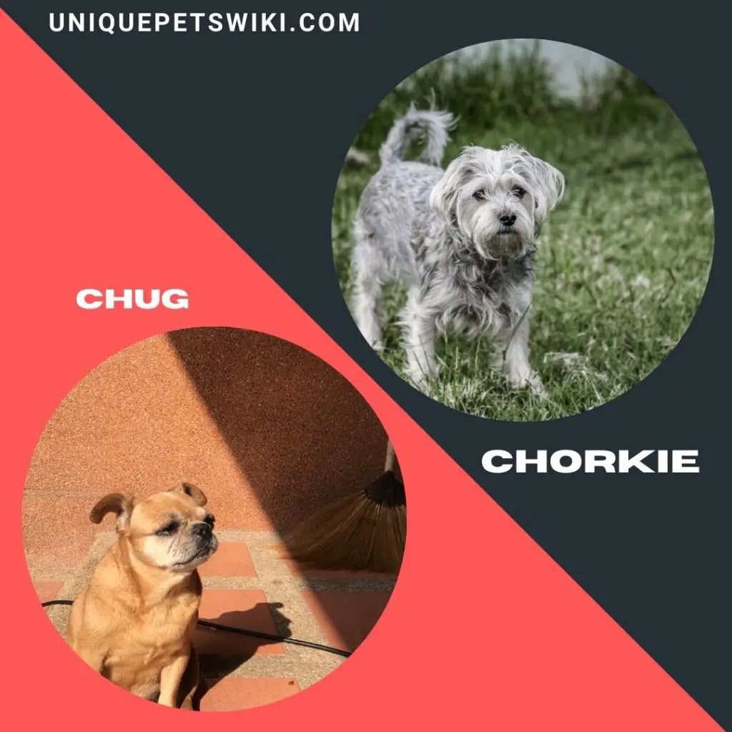 Chug and Chorkie small mixed dog breeds