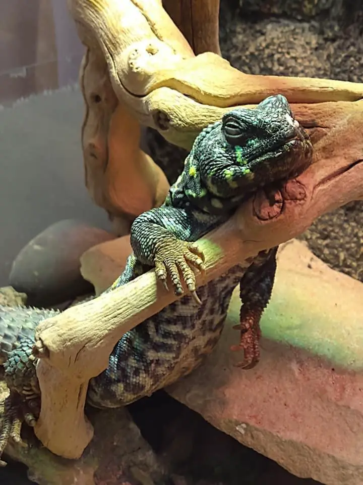 baby uromastyx care: habitat set up