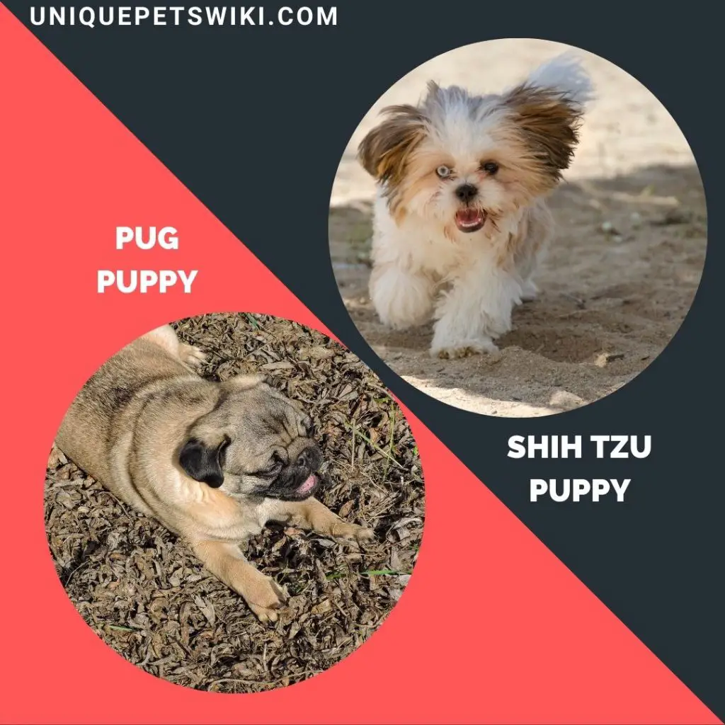 Pug and  Shih Tzu small puppy breeds
