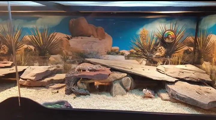 baby uromastyx substrate