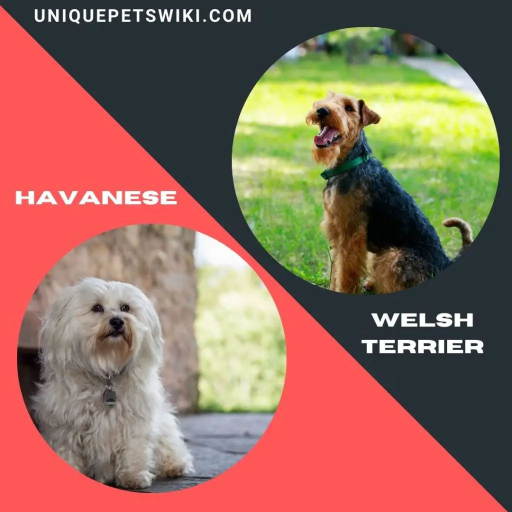 Welsh Terrier and Havanese healthiest dog breeds