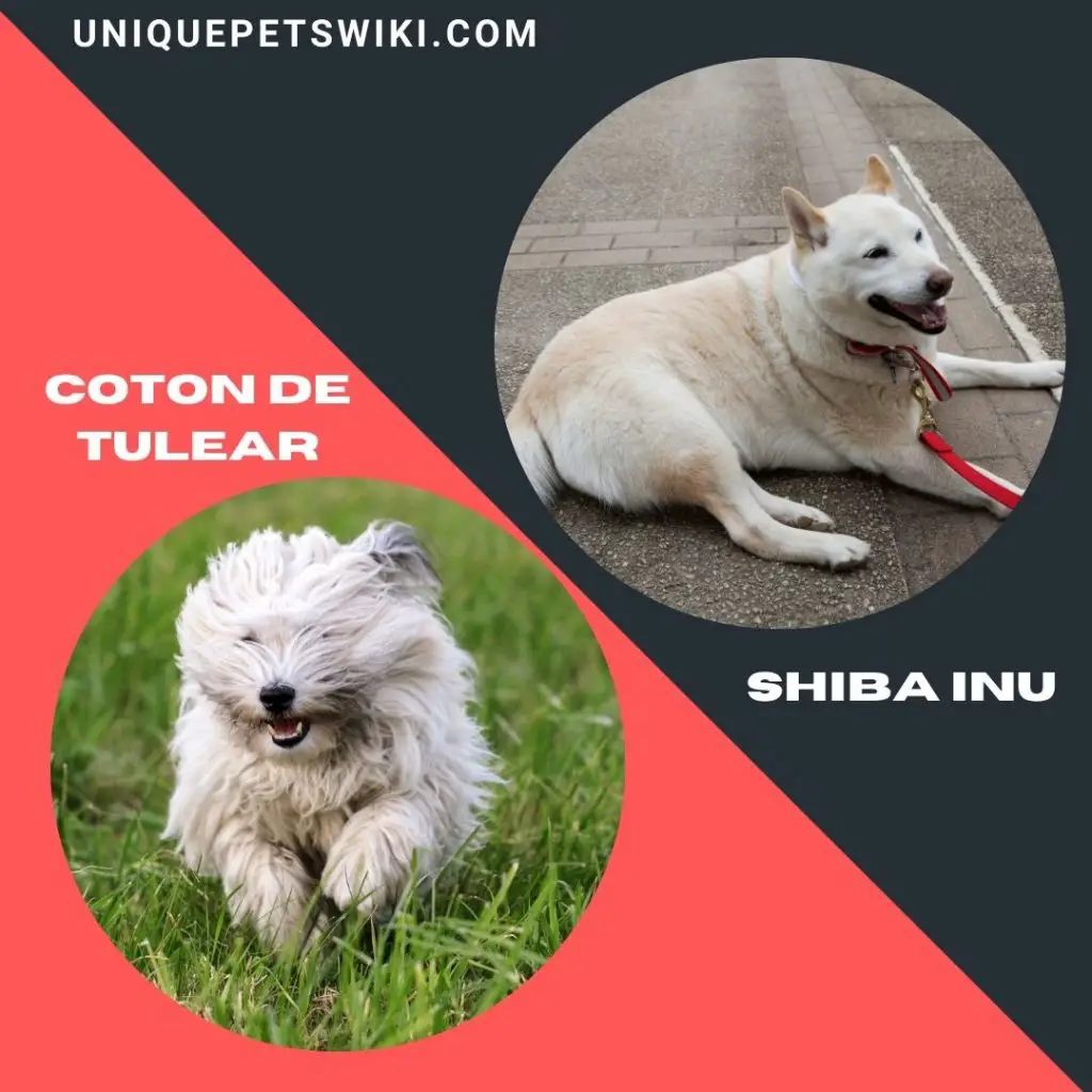 Coton De Tulear and Shiba Inu dog breeds