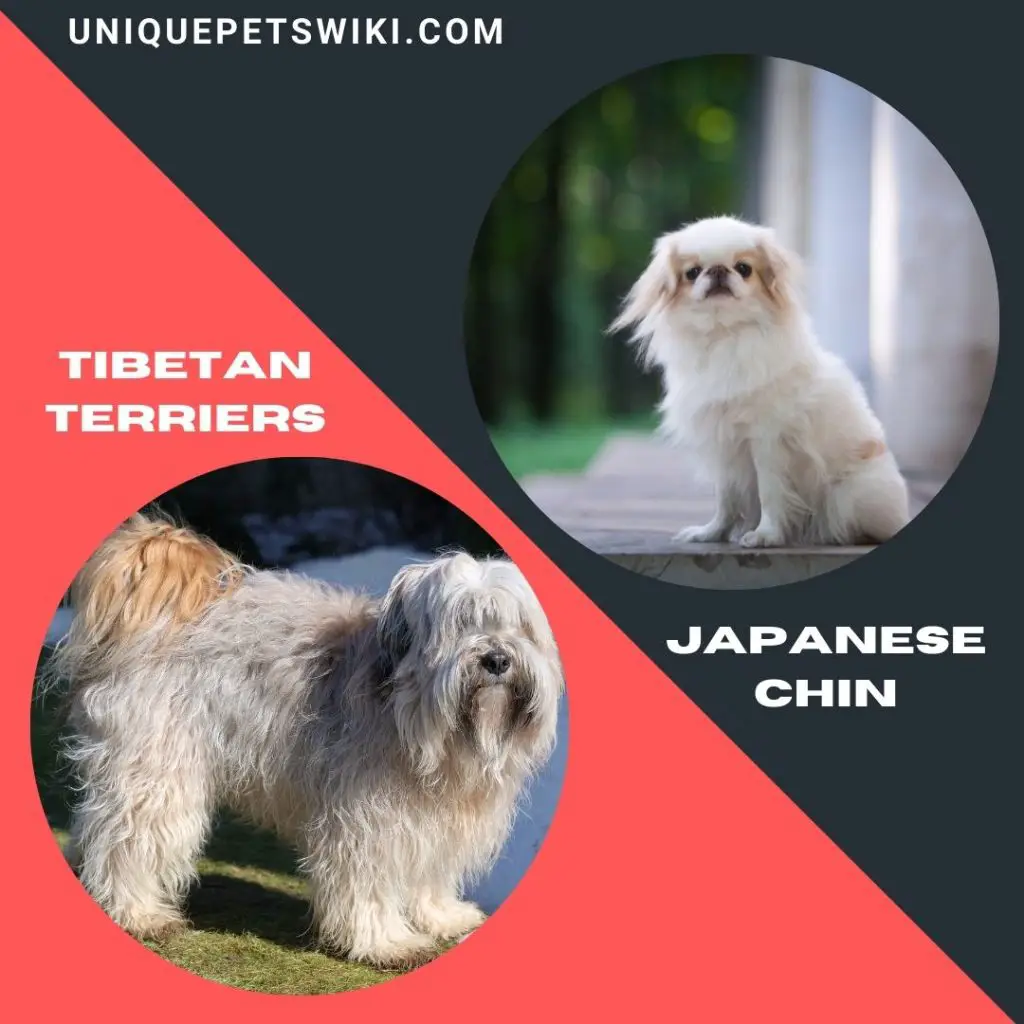 Tibetan Terriers and Japanese Chin small long haired dog breeds