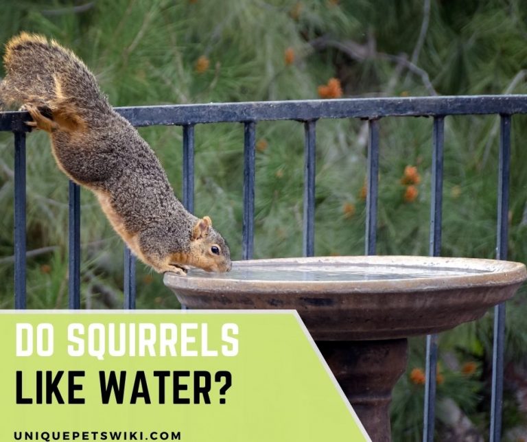 Do Squirrels Like Water? Do Squirrels Like to Bathe?