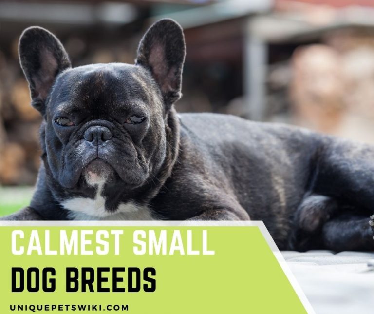 Top 7 Calmest Small Dog Breeds To Keep As Pets