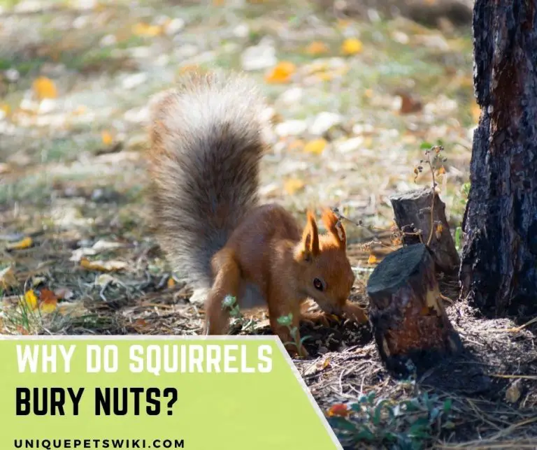 Why Do Squirrels Bury Nuts? Important Facts You Must Know