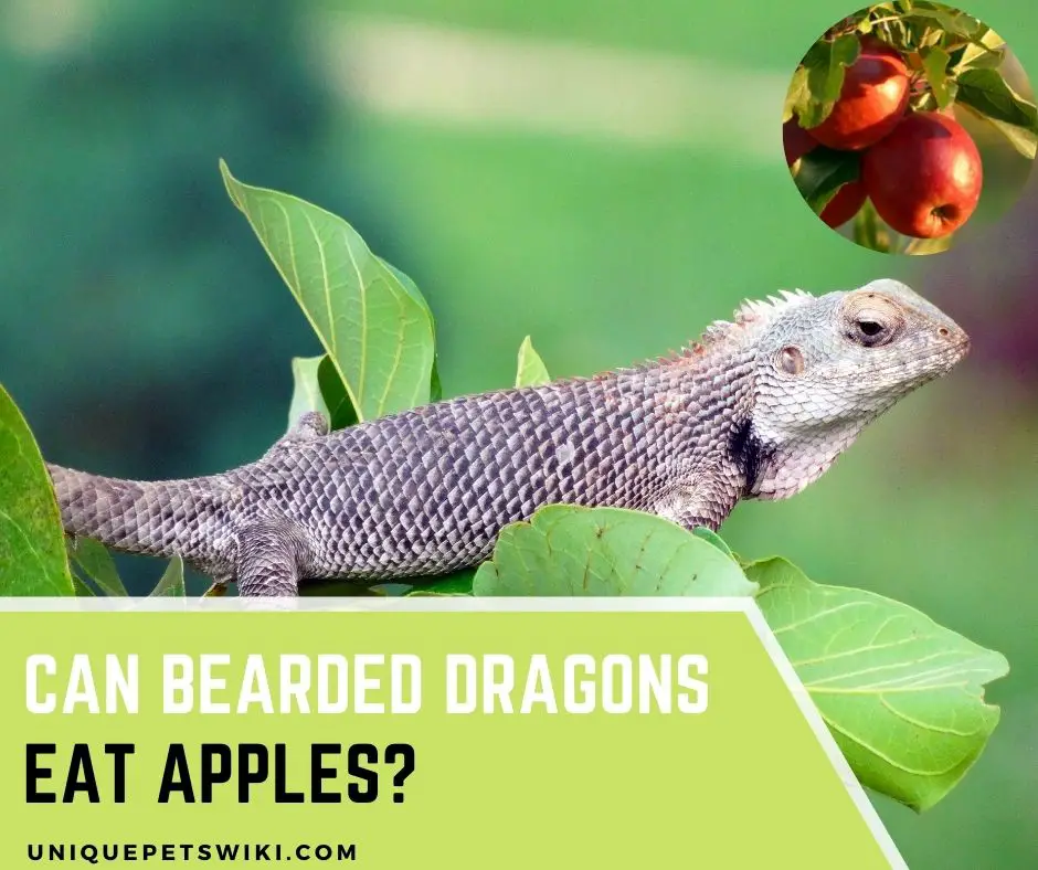 Can Bearded Dragons Eat Apples? 5 Secrets The Expert Revealed