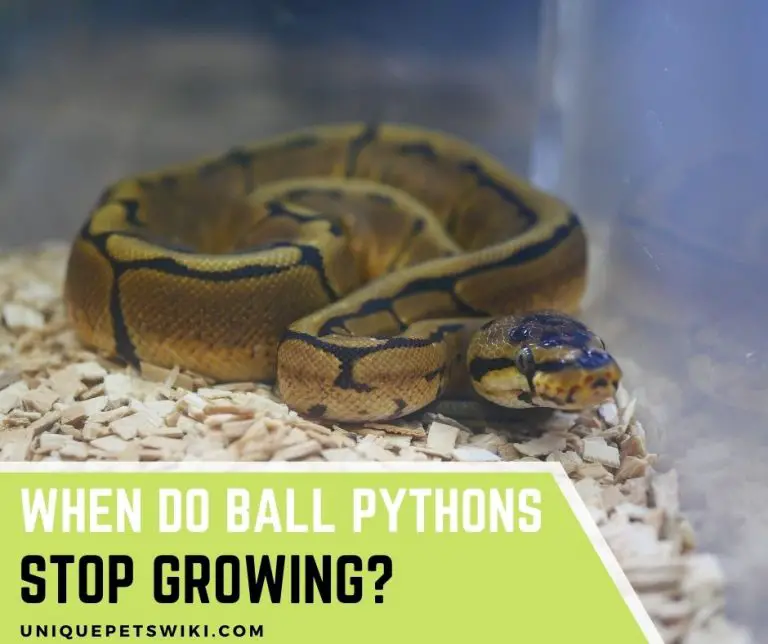 When Do Ball Pythons Stop Growing? #3 Facts You Didn't Know