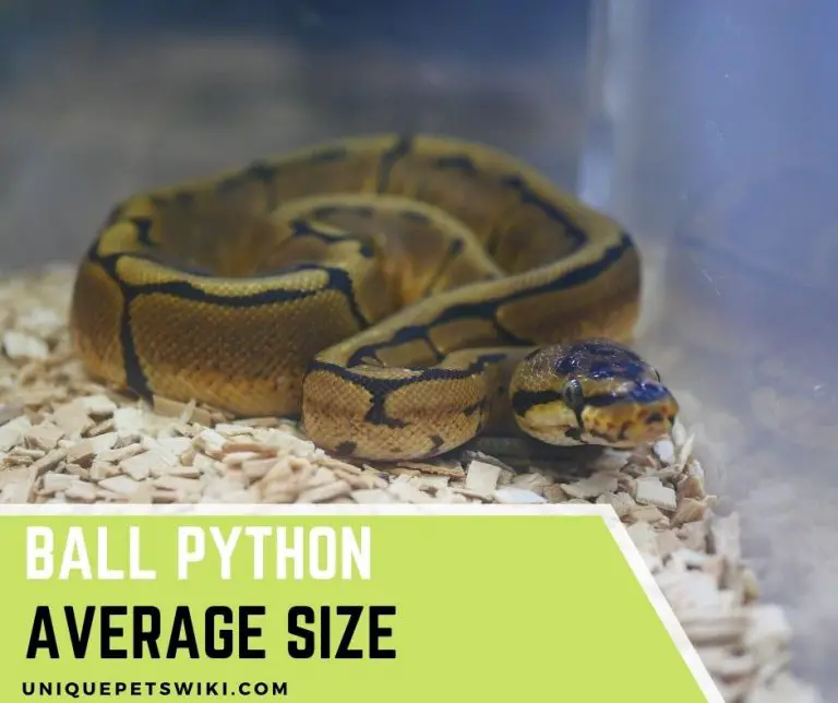 The Full List For Ball Python Average Size