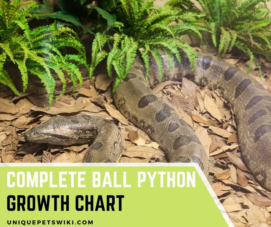 Complete Ball Python Growth Chart With 6 Facts You Must Know