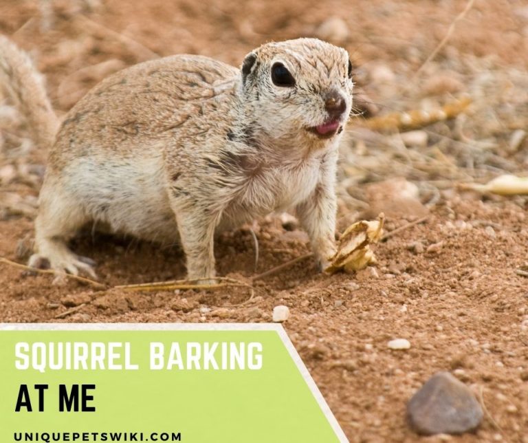 Squirrel Barking At Me 3 reasons squirrels bark at you