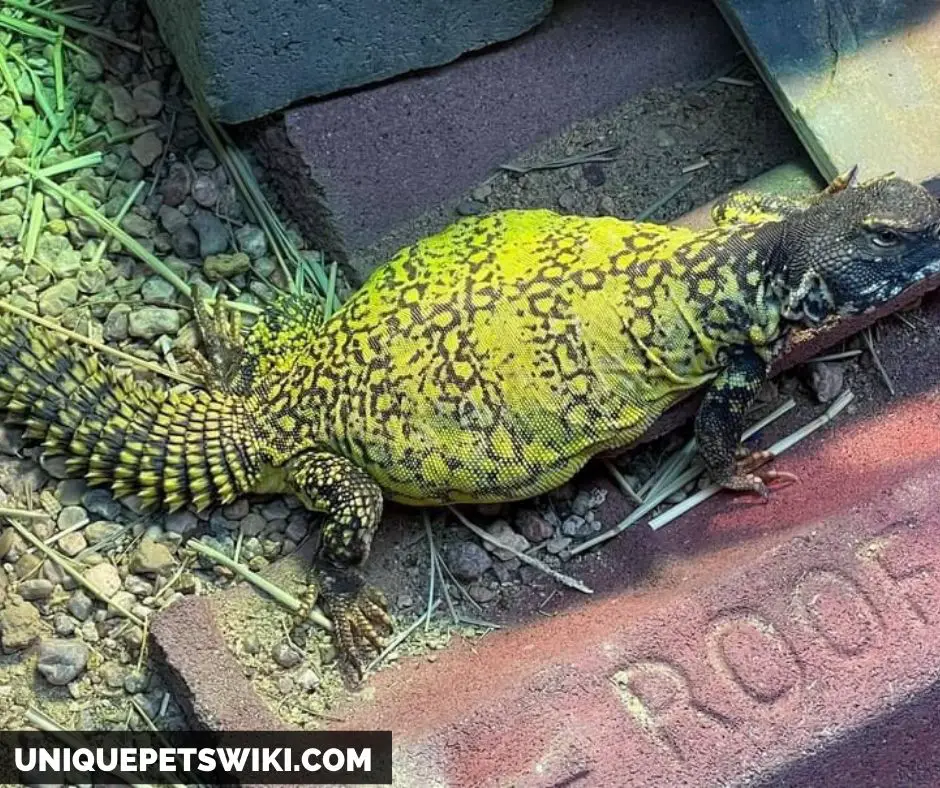 a healthy baby uromastyx