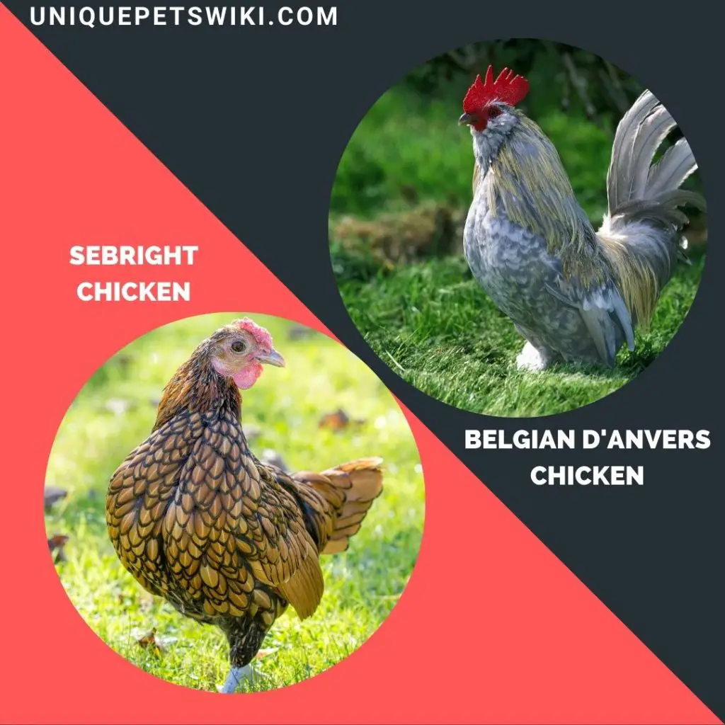Belgian D'Anvers and sebright small chicken breeds