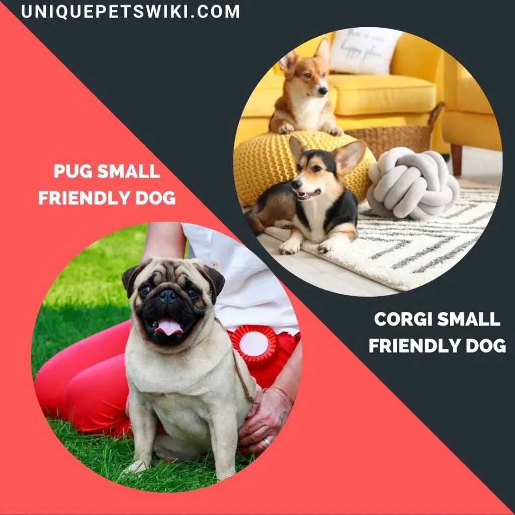Corgi and Pug small friendly dog breeds