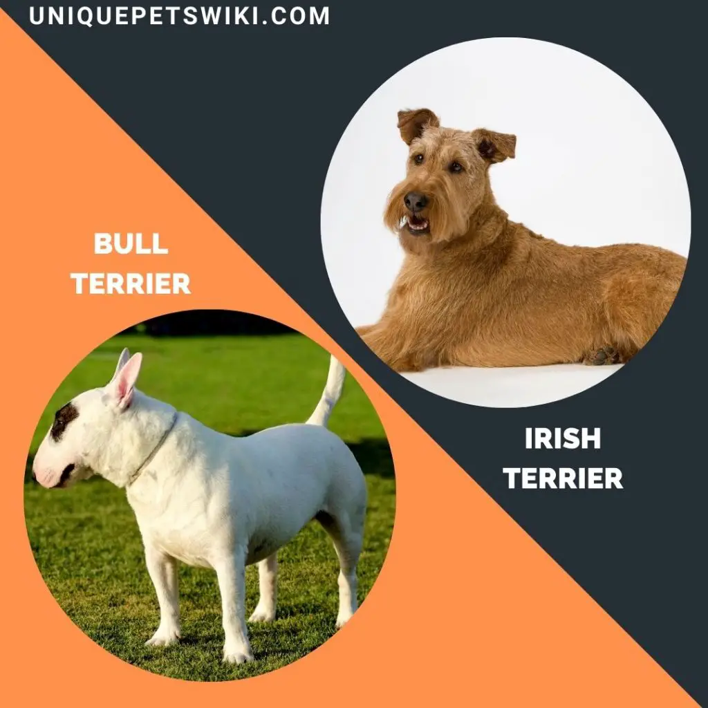 Bull Terrier and Irish Terrier