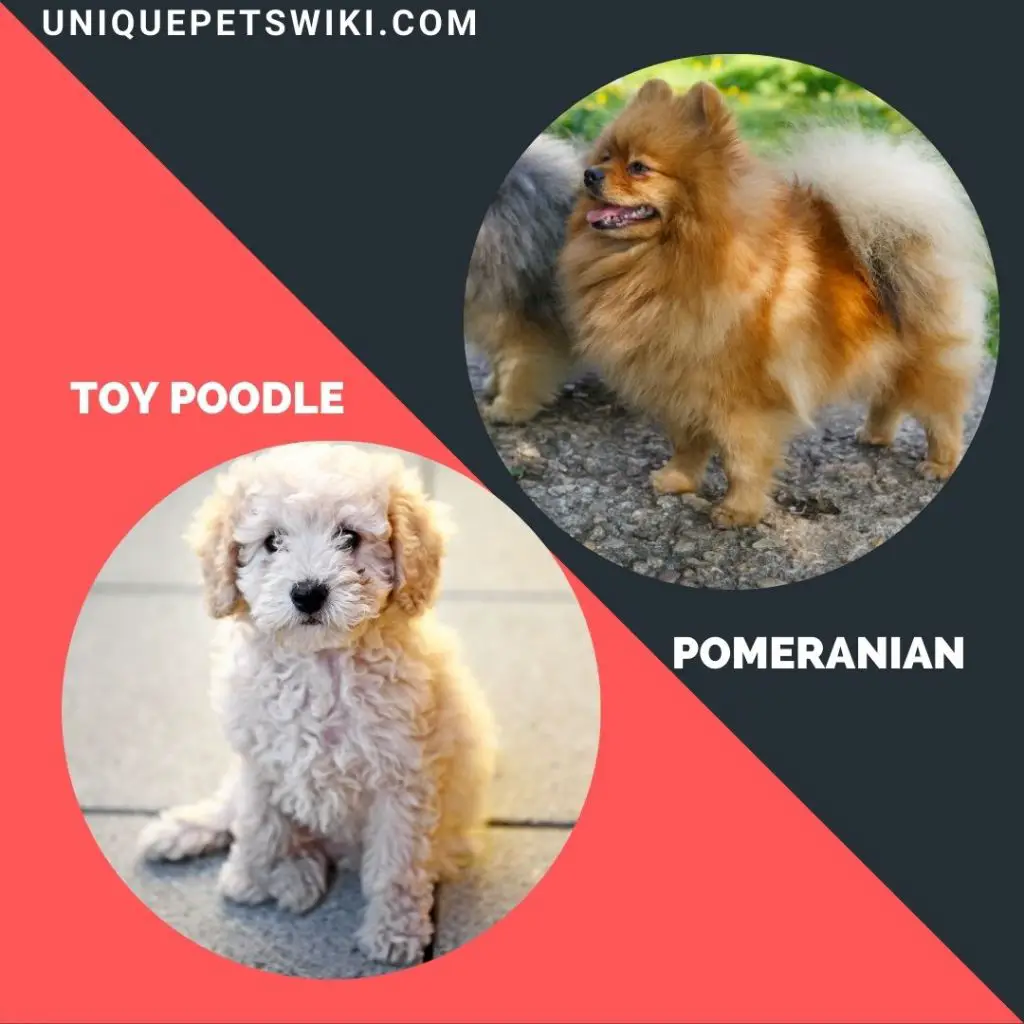 Pomeranian and Toy Poodle small puppy breeds